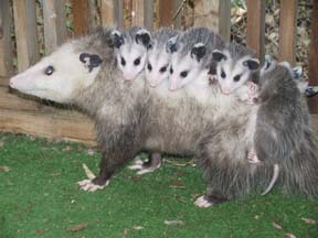 possum