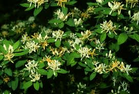 Honeysuckle
