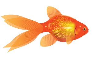 goldfish