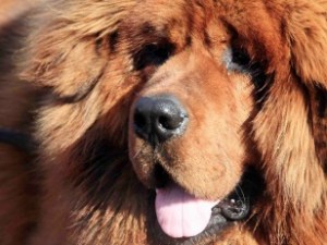 Tibetan mastiff