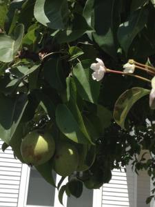 Our pear tree