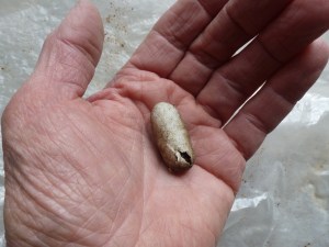 Emporer Moth Cocoon poss 002