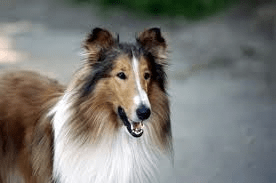Lassie