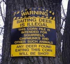 baiting deer