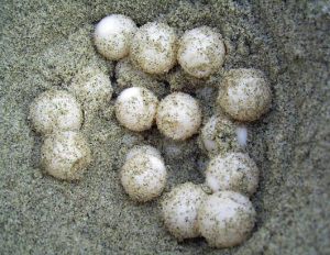 loggerhead eggs