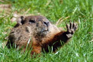 groundhog