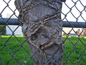 tree with fence