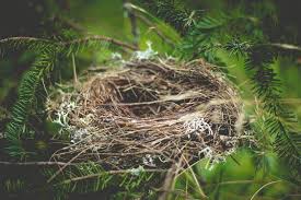 nest