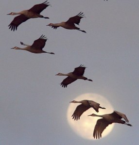 Sandhill cranes in flight